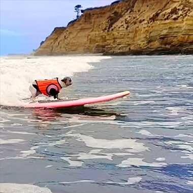 A Super Slow-mo video from The Dodo shot on Galaxy of two surfing dogs and how Super Slow-mo helps share rad moments, and how photos can be taken even in low light.
