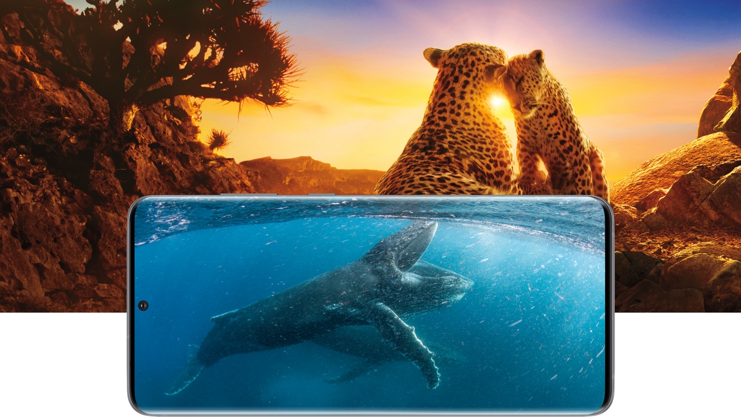 Netflix 다큐멘터리 <우리의 지구> 중 바닷 속 장면이 Netflix 모바일 앱으로 삼성 갤럭시 S20 5G에서 재생되고 있습니다. 뒤에 놓인 다른 이미지는 밀림에 있는 표범 두 마리의 모습입니다.