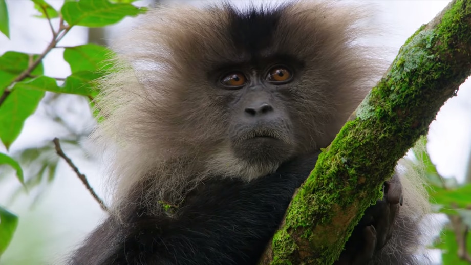 Netflix 모바일 앱으로 다큐멘터리 <우리의 지구> 장면이 재생되고 있으며 나무에 앉아 있는 원숭이가 카메라를 응시하고 있는 모습입니다.