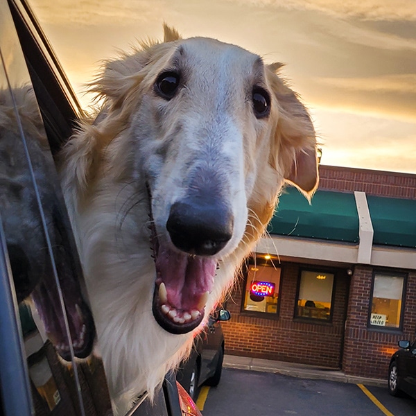 A dog smiling at the camera with it's head out the car window