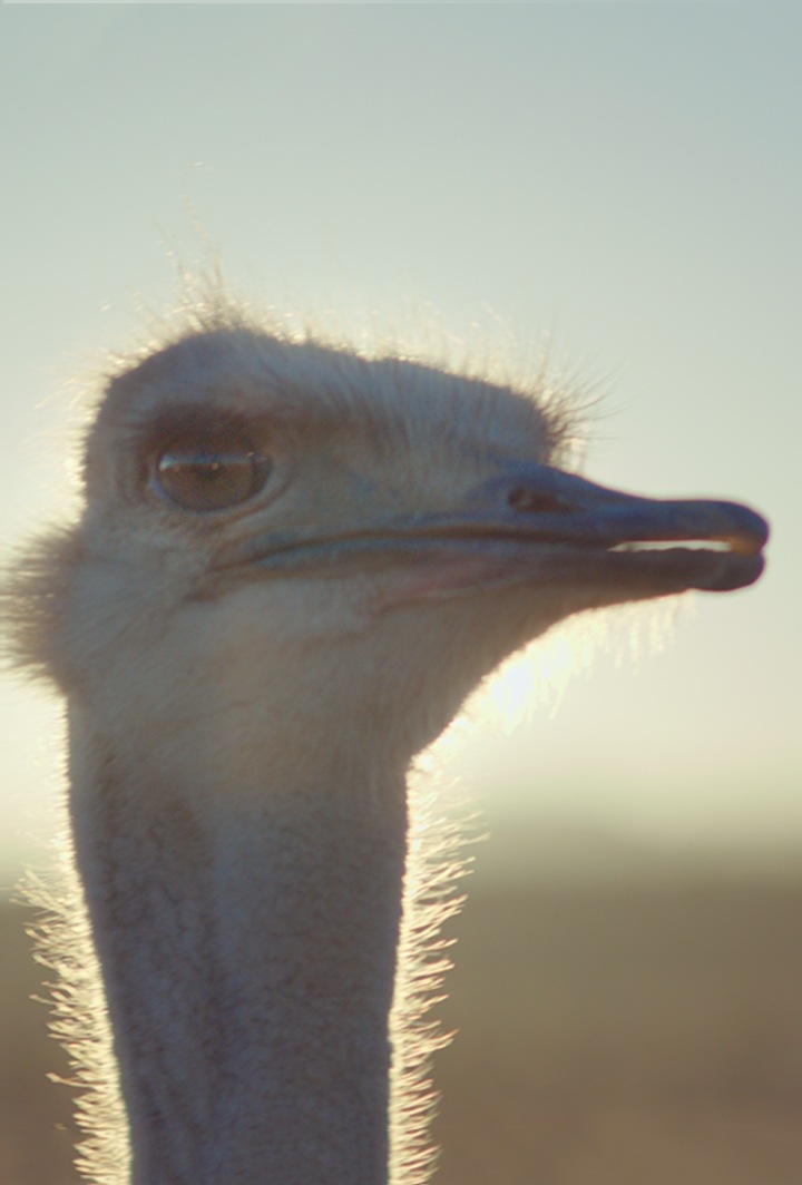 TVC Chính Thức : Ostrich