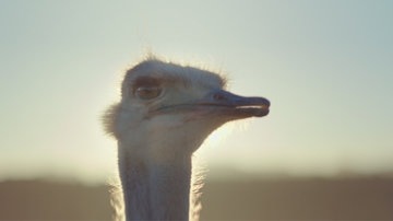Official TVC: Ostrich