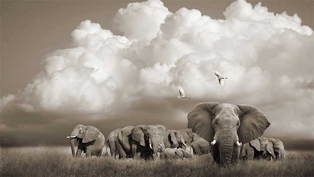 Horst Klemm, Serengeti Elephants, Tanzania (2010)