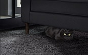 검정카페트에 있는 검정쇼파 아래 검정색 고양이가 숨어 있는 모습이 보여집니다
