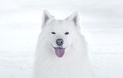 혀를 내밀고 있는 흰색 강아지가 보여집니다.