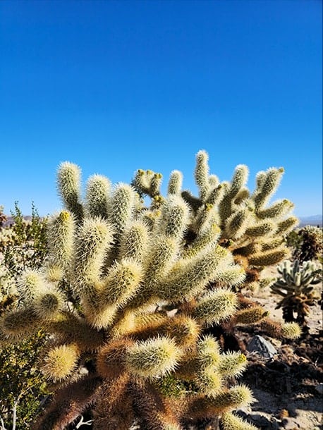 A detailed high resolution shot of spiny cactus plants in the desert with a bright blue sky. A box is drawn over one corner of the plant. Next, a close up of the detail inside the cropped box. It zooms in to the individual spines of the cactus, demonstrating the amount of detail that can be captured with a 200 megapixel camera. The photo was taken with Galaxy S23 Ultra using wide mode with an aperture of F1.7.