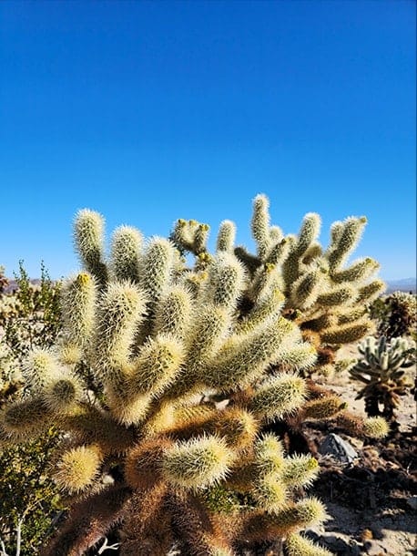 A detailed high resolution shot of spiny cactus plants in the desert with a bright blue sky. A box is drawn over one corner of the plant. Next, a close up of the detail inside the cropped box. It zooms in to the individual spines of the cactus, demonstrating the amount of detail that can be captured with a 200 megapixel camera. The photo was taken with Galaxy S23 Ultra using wide mode with an aperture of F 1.7.