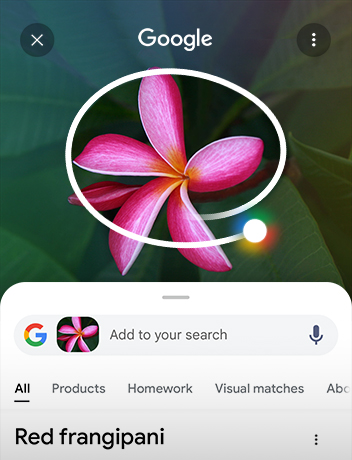 تُرسم دائرة حول صورة نباتات تظهر على شاشة وهناك نتائج بحث Google تظهر بالأسفل.