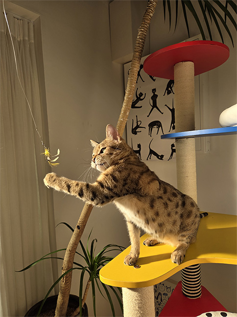 Se capta un gato en medio de la acción con la pata en el aire. Los detalles son todavía vívidos con muy poco desenfoque de movimiento.