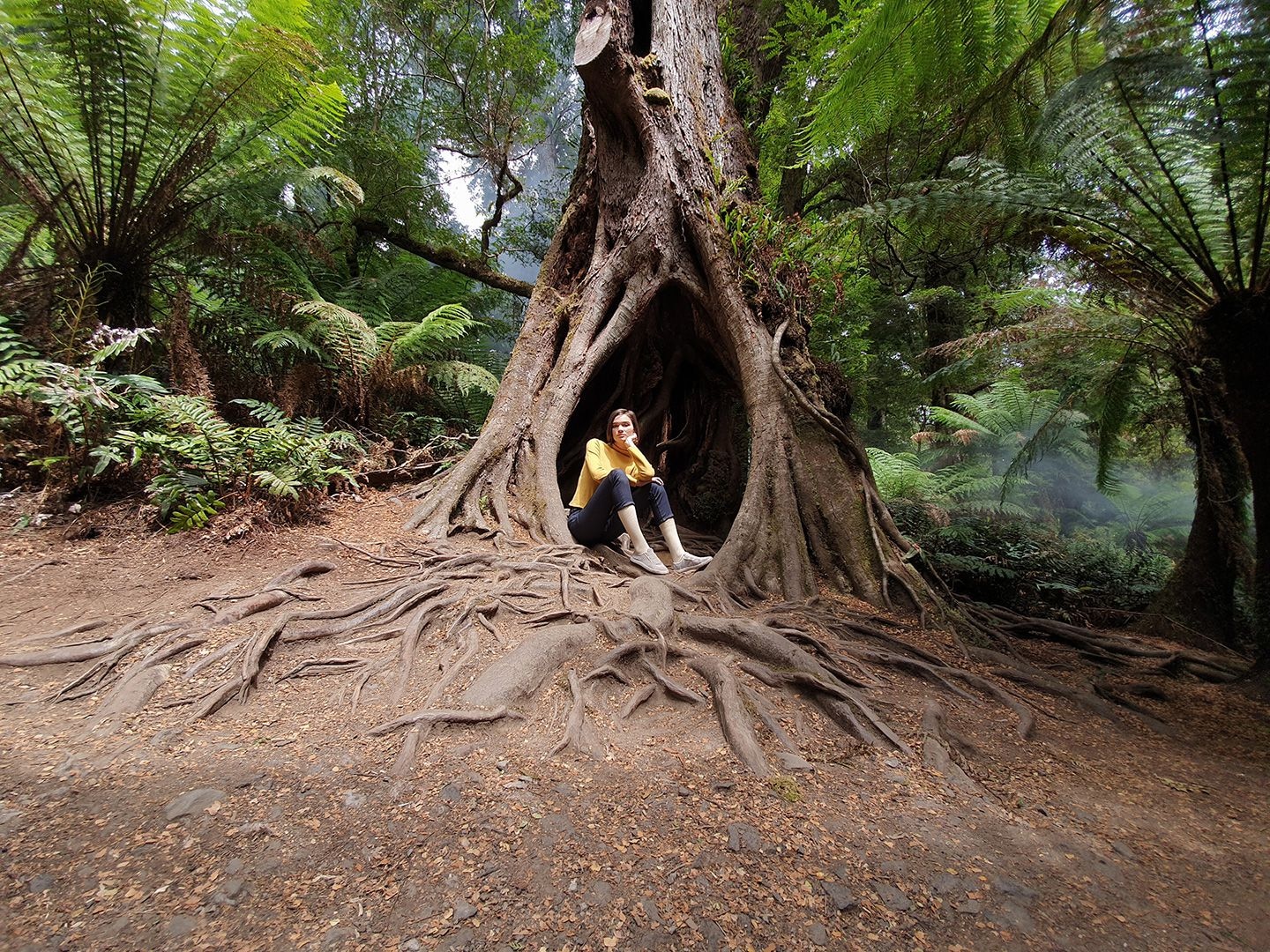 s10 plus of a woman sitting in the middle of a tree in a forest