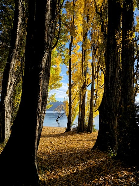 An autumn scene of tall trees with yellowing leaves. The bright yellow colors are shown precisely in contrast to the dark, shadowy tree trunks. A single tree grows from the lake in the distance. A box is drawn over the tree in the lake. Next, a close up of the detail inside the cropped box. It zooms in to show clear details of the tree, including the yellow leaves in contrast to the hazy blue mountains in the background. The 200 megapixel photo was taken with Galaxy S23 Ultra using wide mode with an aperture of F1.7.