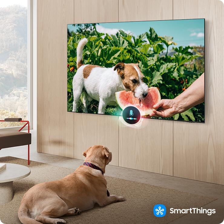 In a living room, a pet dog watches a scene of another dog biting a watermelon on a TV screen. SmartThings logo.