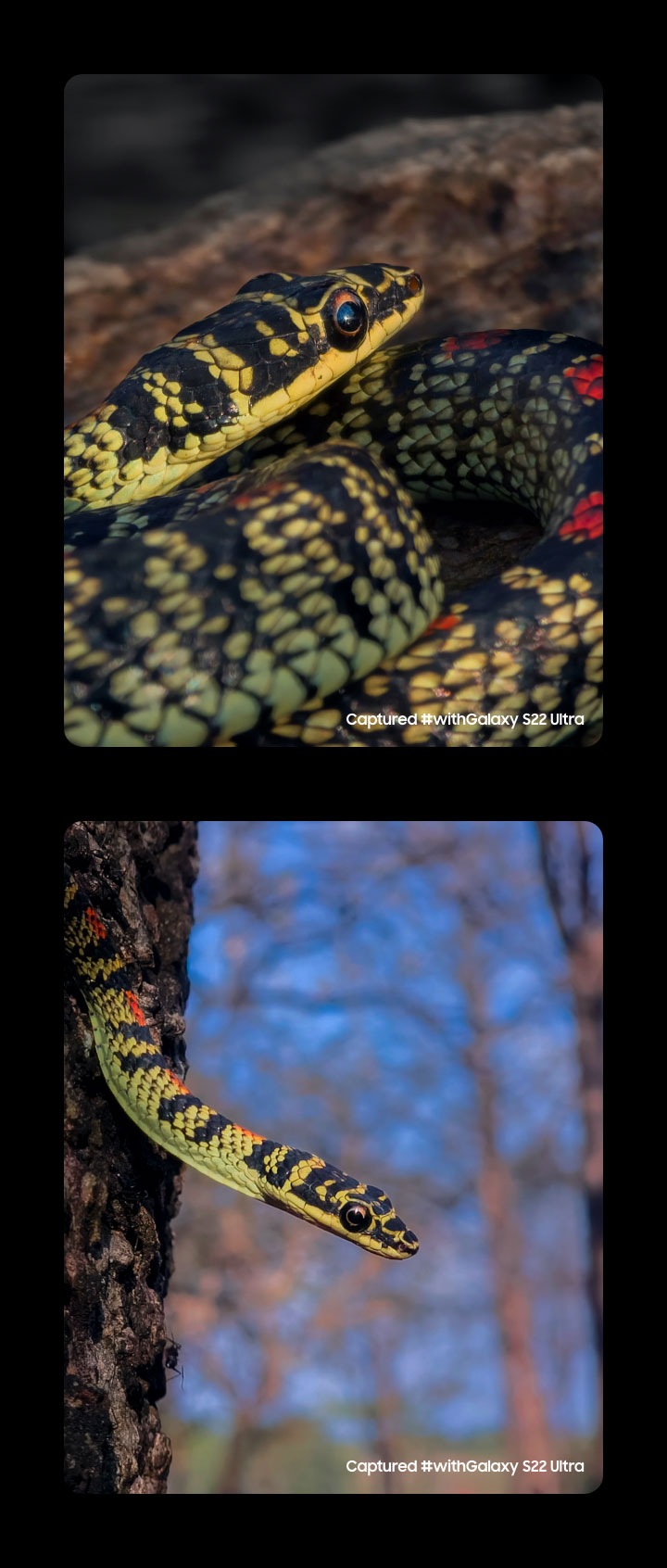 Deux photos côte à côte d'un serpent prises avec le Galaxy S22 Ultra. Capturé #withGalaxy S22 Ultra