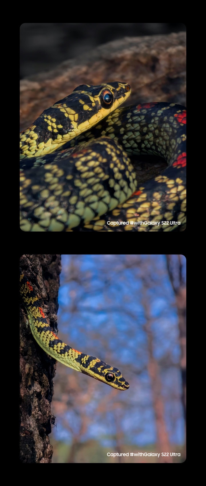 Deux photos côte à côte d'un serpent prises avec le Galaxy S22 Ultra. Capturé #withGalaxy S22 Ultra