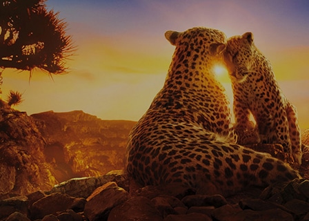 Cenas dos Netflix Originals mostram “O Nosso Planeta”, exibindo uma família de leopardos que compartilham um momento afetuoso com um pôr do sol ao fundo.