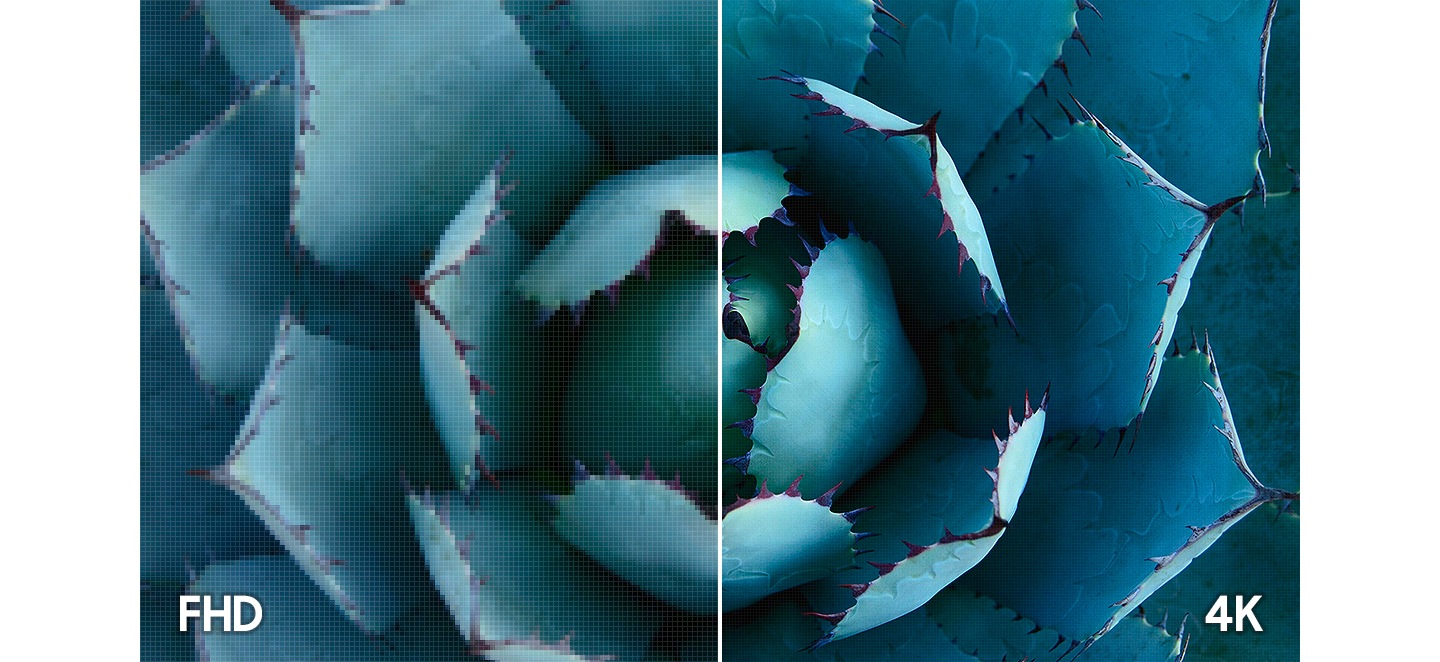 A view of a cactus showing pixel density on a FHD and a 4K television