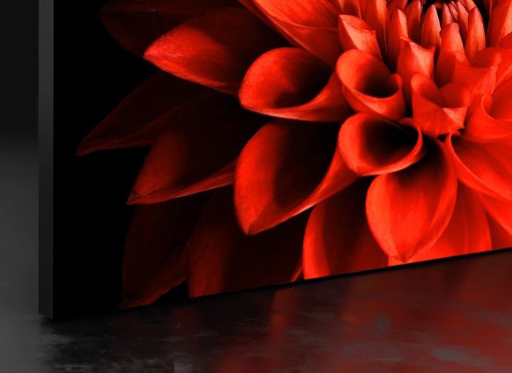 A close-up of a red rose blooming shows that it is a screen of The Wall.