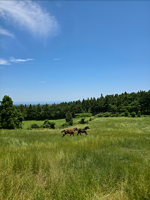 A photo of horses in a field has been shot on Galaxy Z Fold7's 200 megapixel rear camera. Colors and details are vivid.