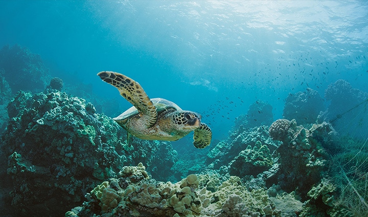 Egy teknős úszik az óceánban. Vannak tengeri sziklák, és van egy eldobott horgászháló, amely egyikükre beragadt a jobb oldalon