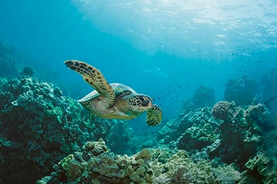 Una tortuga nada en el océano. Hay rocas marinas y una red de pesca desechada pegada en una de ellas a la derecha.