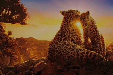 Escena del programa Nuestro planeta de los Originales de Netflix que muestra una familia de leopardos que comparten un momento afectuoso con una puesta de sol en el fondo.