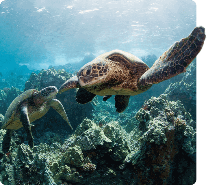 Две черепахи плавают в воде на фоне морского дна, ущерб морским обитателям и экосистеме океана из-за микропластика и отходов
