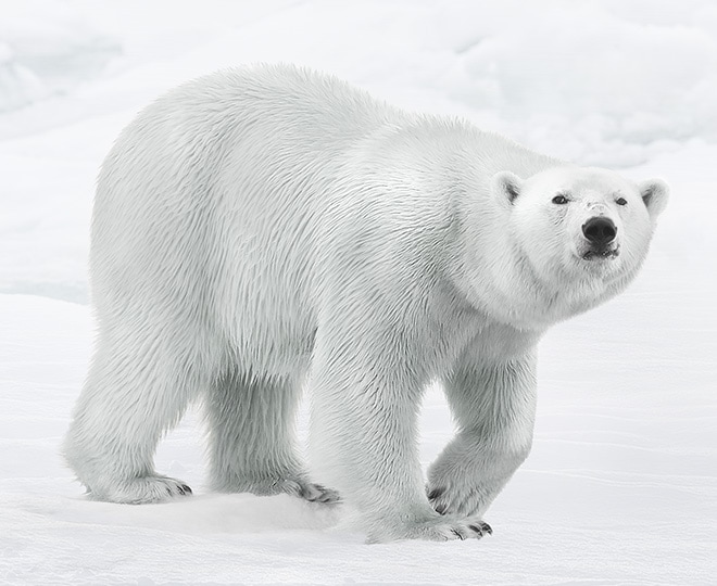 A white polar bear is walking in white snow. When it’s 0 nits the bear is hardly visible, but as the nits increase up to 1000, the bear become clear and detailed.