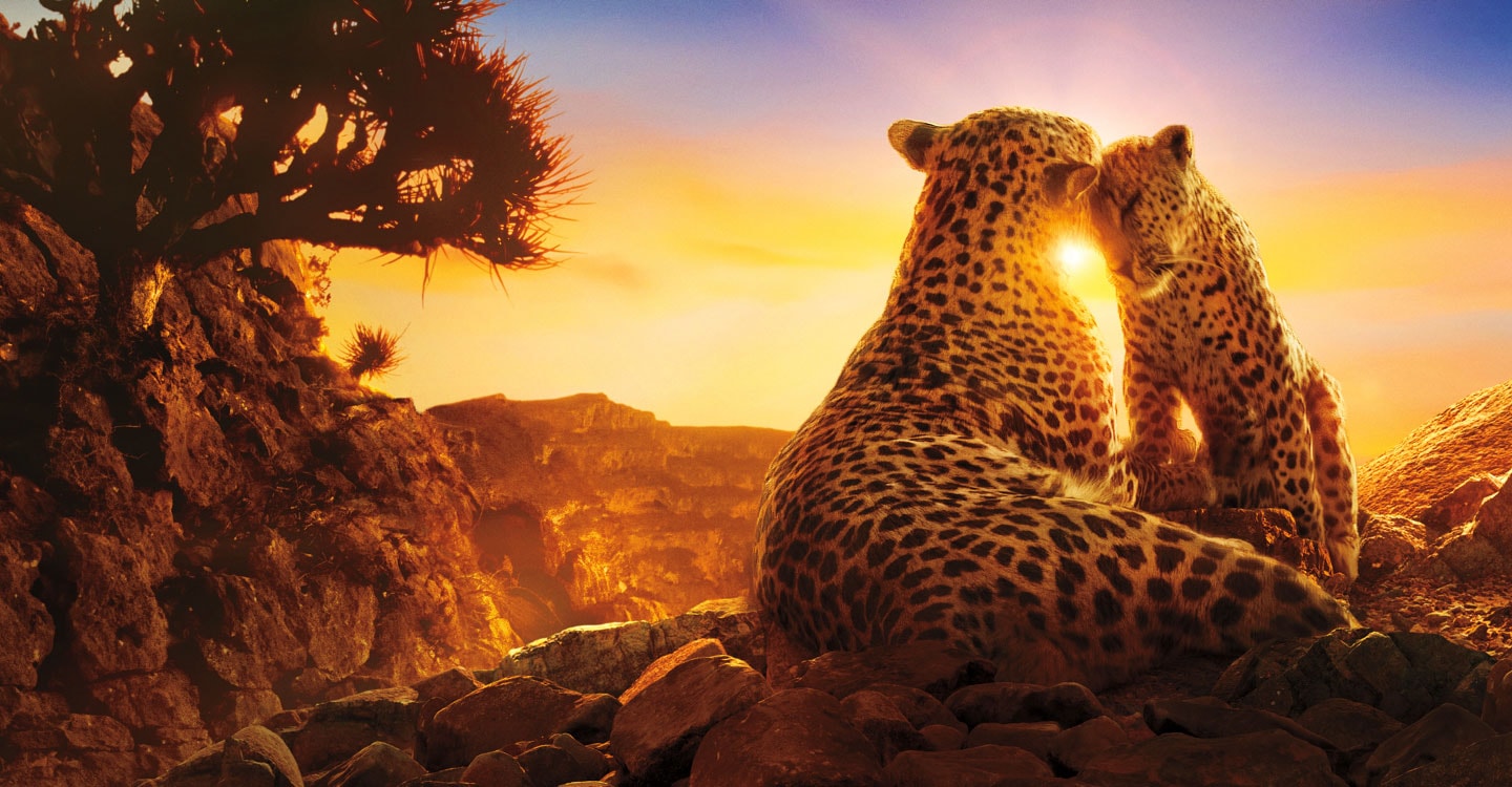 Scenes from the Netflix Originals show Our Planet, displaying a family of leopards sharing an affectionate moment with a sun setting in the background.