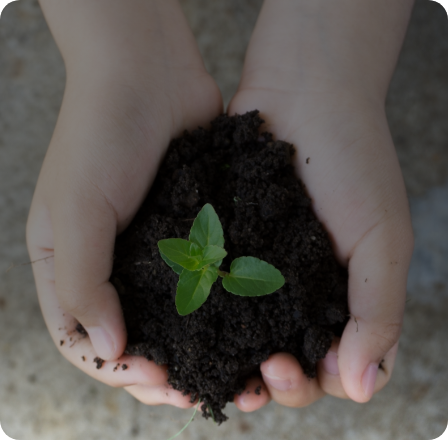 Close up shot from above of a child's hands holding soil with a green budding plant in the centre.