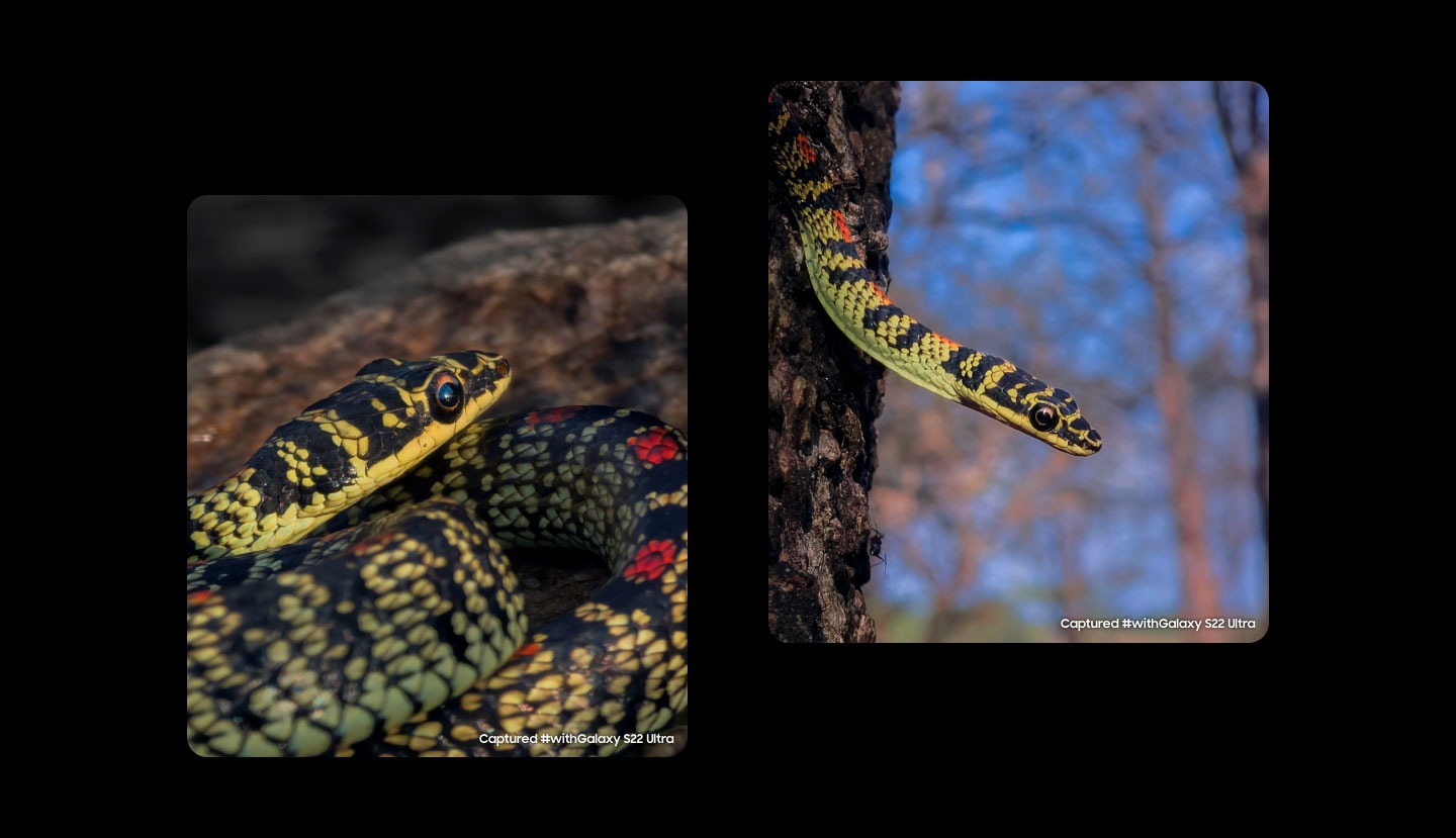 兩張使用Galaxy S22 Ultra拍攝的快照並排，照片中的主角是一條蛇。#withGalaxy S22 Ultra拍攝