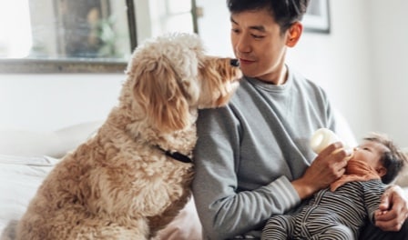 A man in a gray sweatshirt bottle-feeds a baby laying on his lap. He looks at a curly-haired dog sitting next to him. The dog rests his head on the man's shoulder.