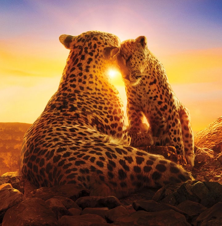 Scenes from the Netflix Originals show Our Planet, displaying a family of leopards sharing an affectionate moment with a sun setting in the background.