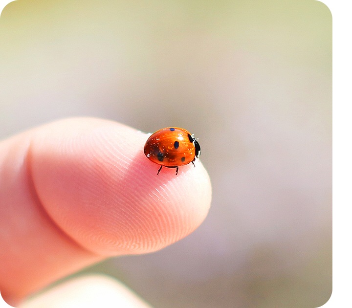 Câmera macro que fotografa todos os detalhes de perto