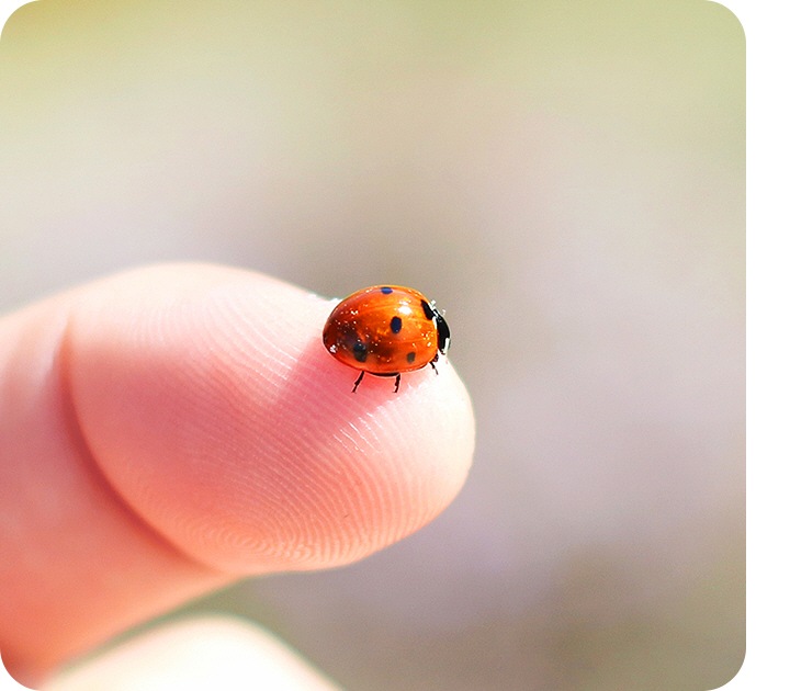 Lente Macro para capturar los detalles de primer plano