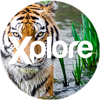 xplore tv android tv