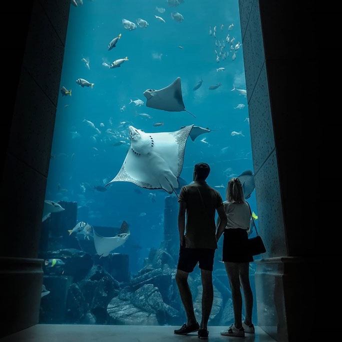 La silueta de una pareja en frente de una pecera grande. Esta está bien iluminada y se puede ver una variedad de vida marina, lo que incluye rayas, peces y más.