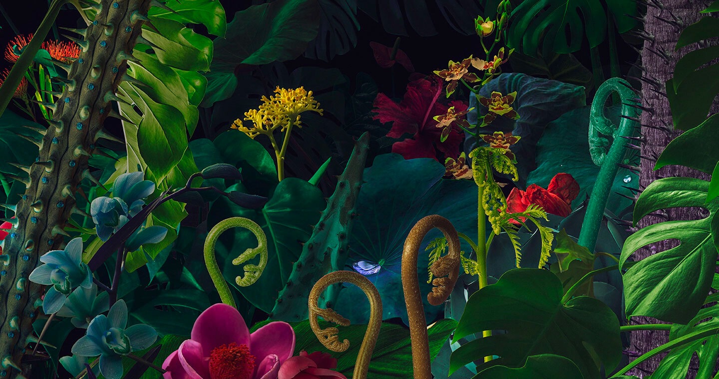 Na obrazovke sa zobrazuje umelecké dielo znázorňujúce dažďový prales plný rôznych tvarov a farebných kvetov.