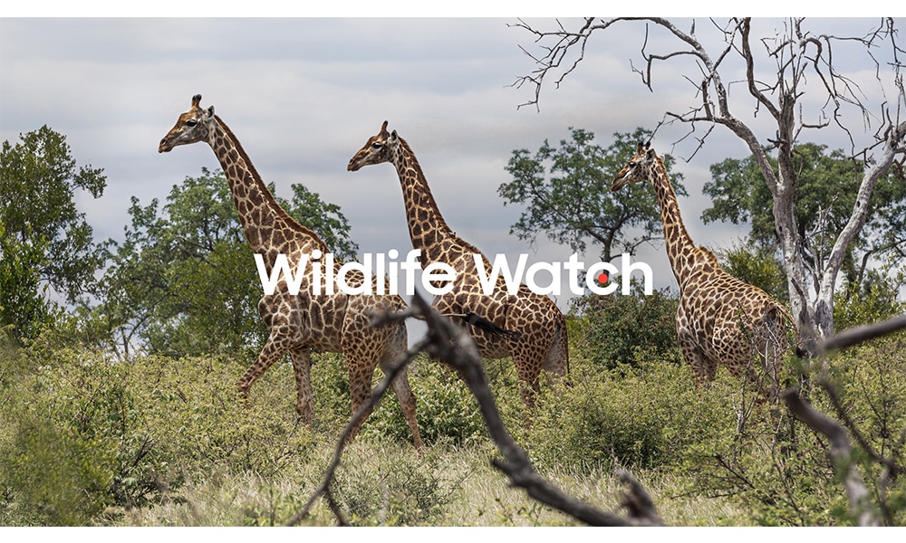 wildlife-watch