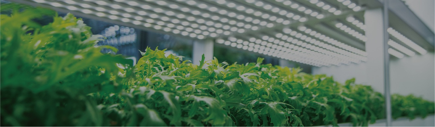 Indoor Farm Lighting Solutions