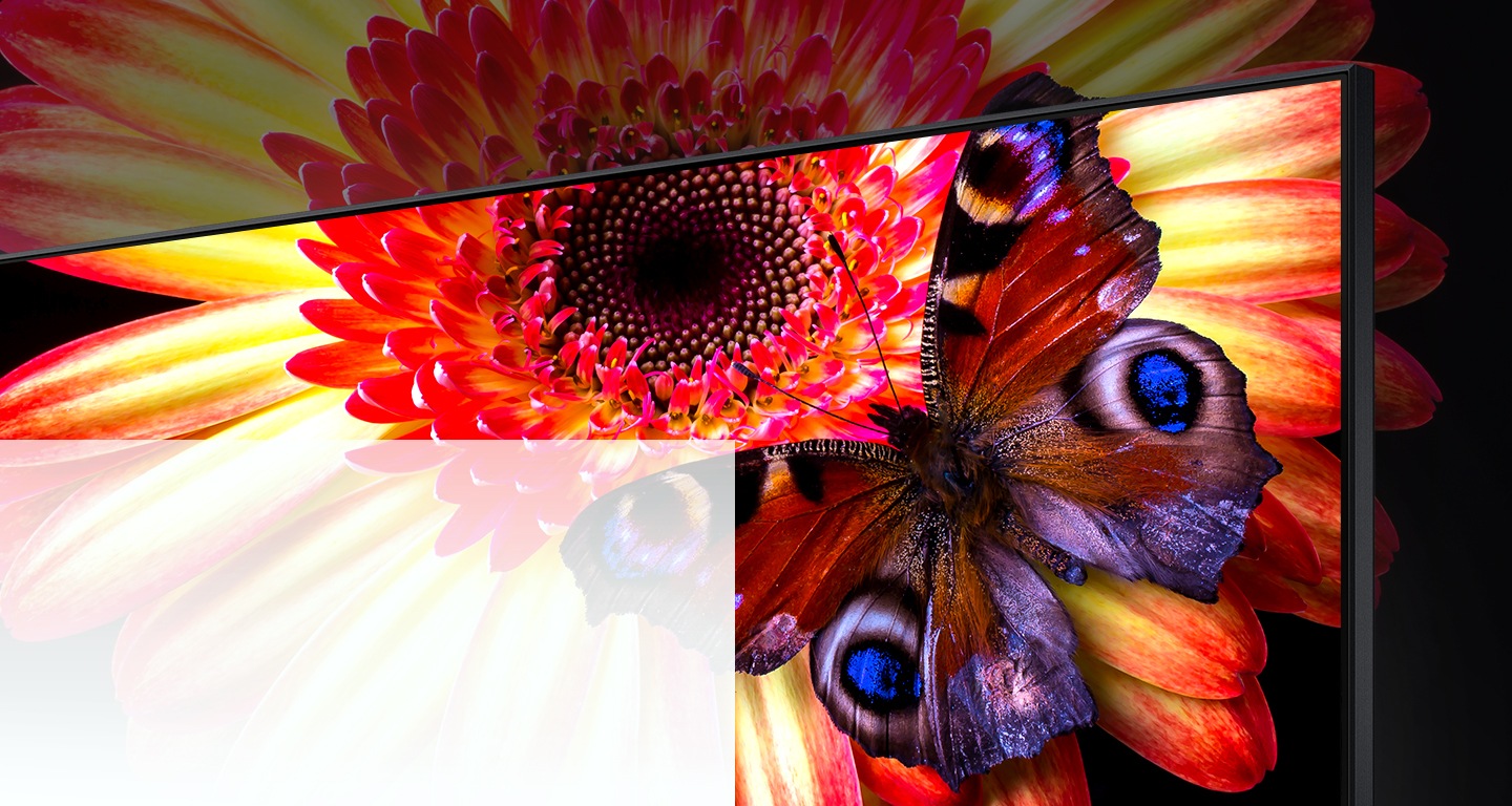 An 8K TV displaying a zoom-in of a pink and yellow daisy with a blue spotted butterfly on its petals. The flower and parts of the butterfly continue off screen to show what cannot be seen on the TV.
