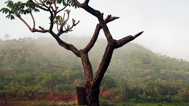 Moises Saman, Tree, Guinea (2013)