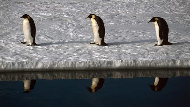 Stuart Franklin, Penguins, Antartica (1990)