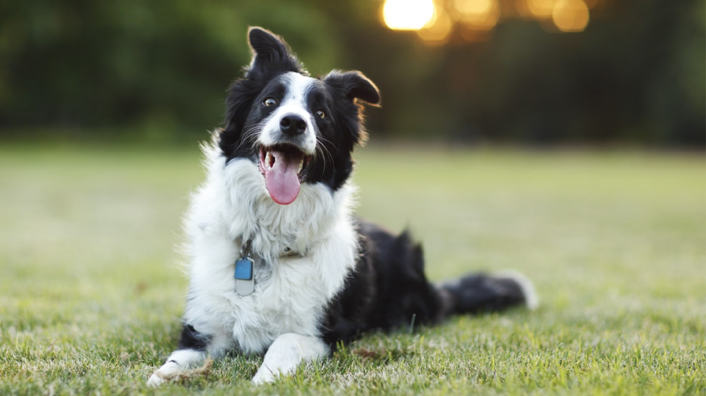 An image of a white-black dog laying on the grass, taken with Samsung Galaxy J7+, a Professional Dual Camera that focuses on the object and blurs the background