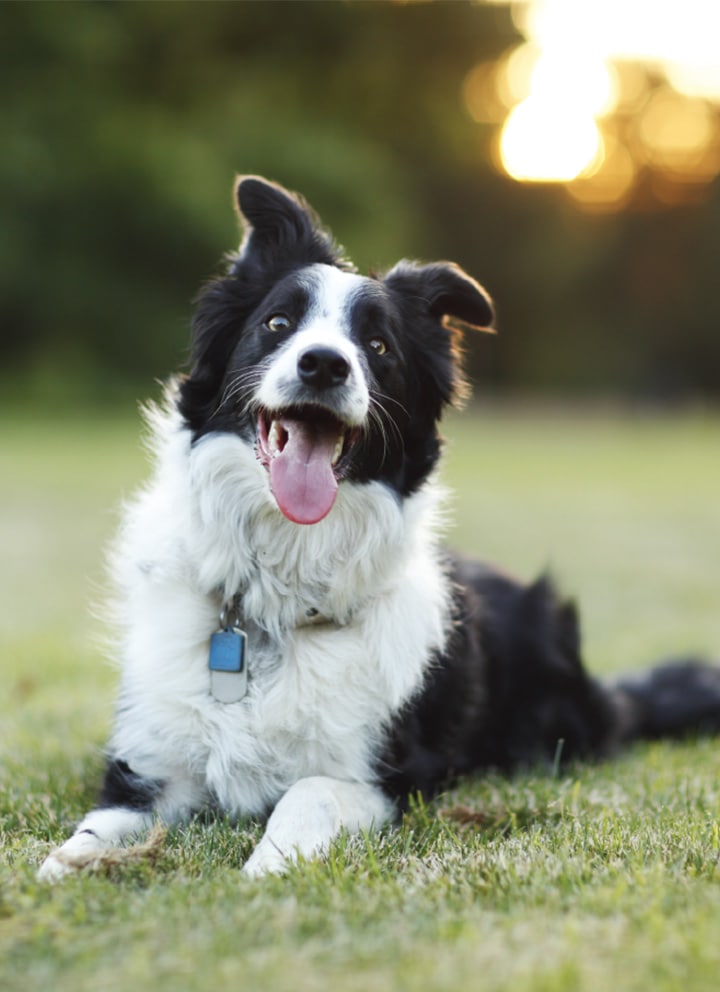 An image of a white-black dog laying on the grass, taken with Samsung Galaxy J7 Plus, a Professional Dual Camera that focuses on the object and blurs the background