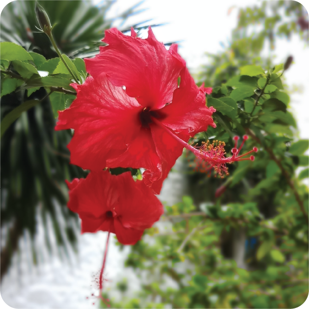 A red flower image, taken with Samsung Galaxy J7+, a Professional Dual Camera in Live Focus mode. Spot the subject and take professional photos at any time