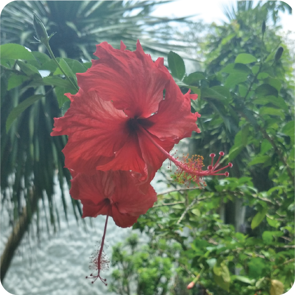 A red flower image, taken with a Brand X Plus camera without Live Focus mode. Take a better photo with Samsung Galaxy J7+ with Live Focus mode
