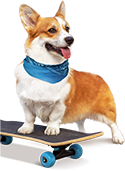 doggy on a board