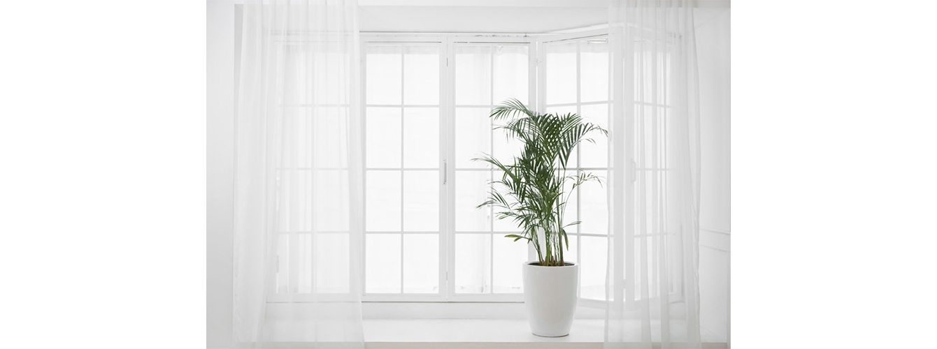 창가에 있는 공기정화 식물