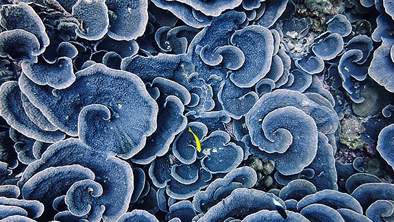 8K AI 화질변환으로 선명하게 보이는 푸른 버섯 이미지