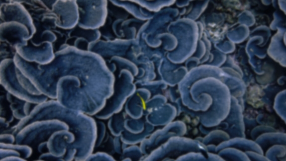 벽면에 프로젝션되어 흐릿하게 보이는 푸른 버섯 이미지